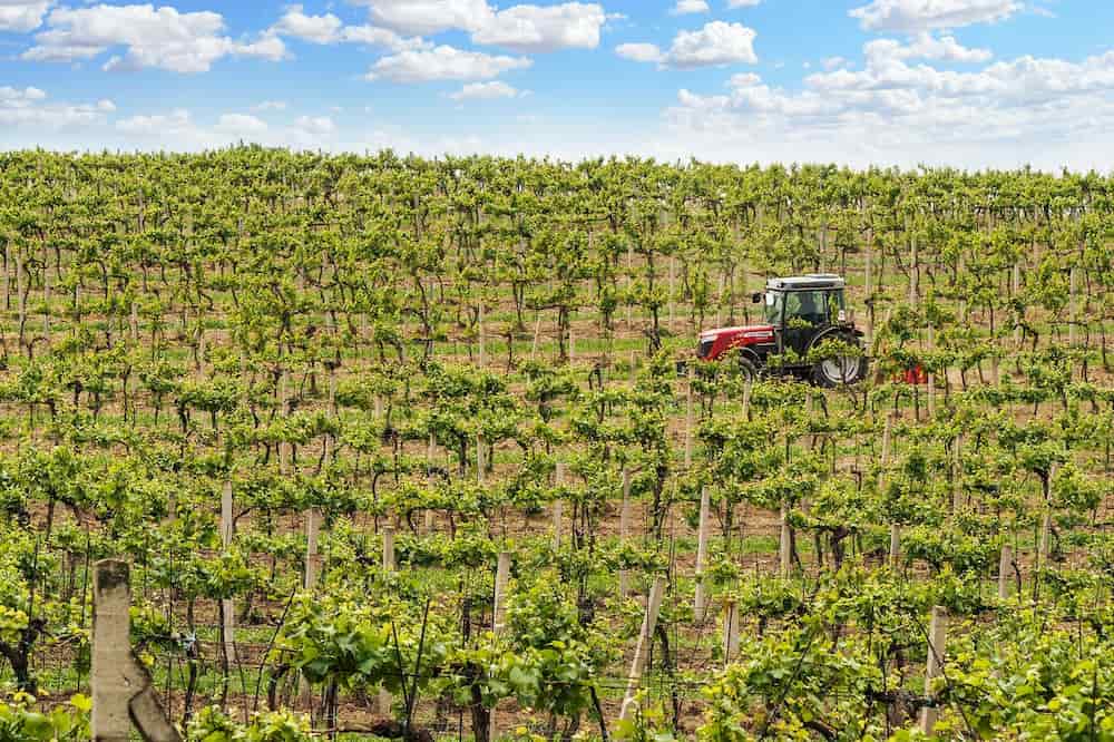 The Ins and Outs of Prosecco Wine